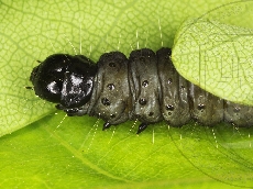 Archips crataeganus гусеница